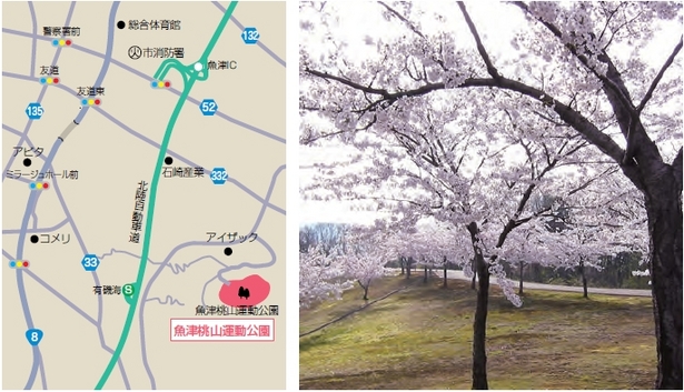 （左）アクセス地図（右）公園内の桜の様子