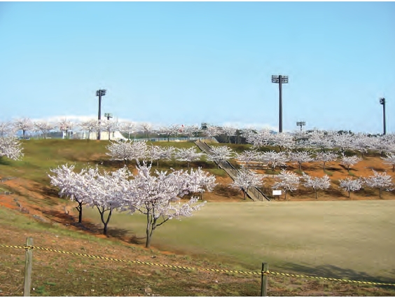 魚津桃山運動公園に咲く桜の画像