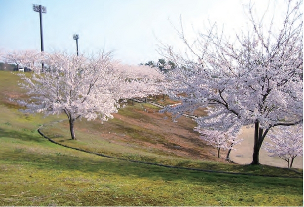 満開の桜の画像