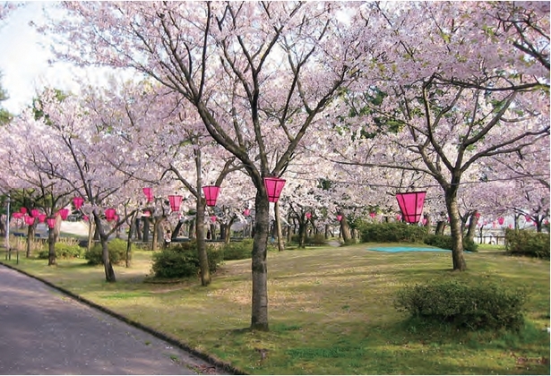 ぼんぼりが設置された桜の様子