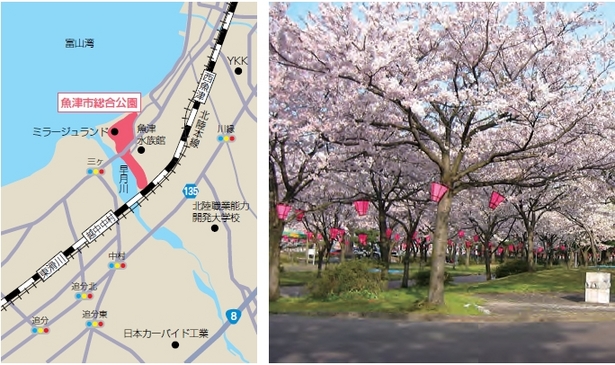 （左）アクセス地図（右）ぼんぼりが設置された桜の様子