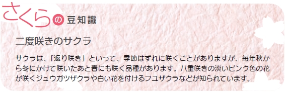 さくらの豆知識「二度咲きのサクラ」