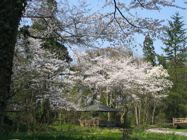 公園内の桜の様子1