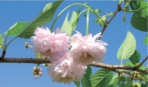 剱折戸菊桜の花をアップで撮った様子
