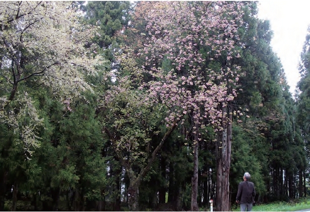剱折戸菊桜の全体の様子