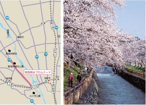 （左）アクセス地図（右）常西用水と満開の桜の様子