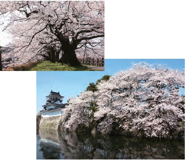 富山城とお堀脇の桜