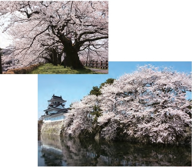 富山城とお堀脇の桜