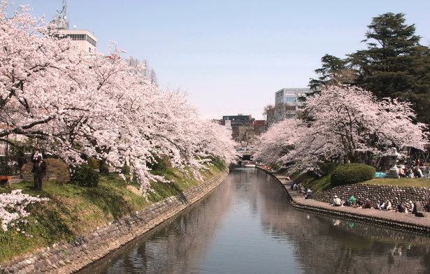 松川べりの満開の桜