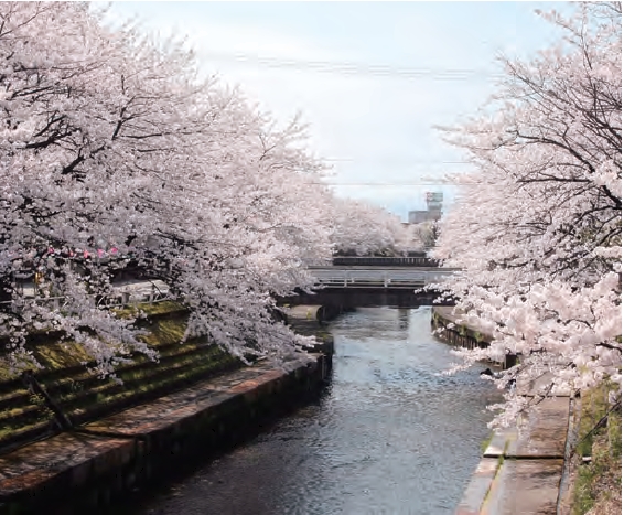 いたち川べりの満開の桜の様子