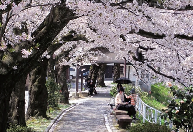 満開の桜の下のベンチでくつろぐ人の様子