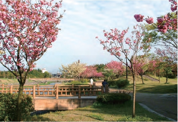 公園内の満開のサトザクラの様子