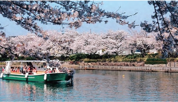 富岩運河に浮かぶ遊覧船と桜の画像