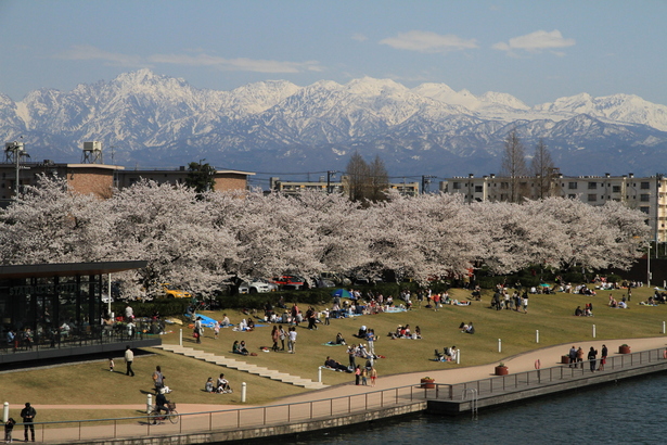 立山連峰をバックにした満開の桜と花見を楽しむ人々の様子
