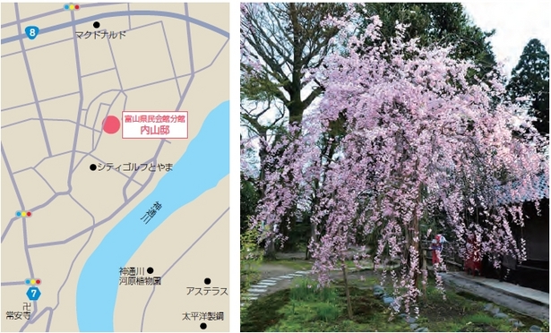 （左）アクセス地図（右）満開のしだれ桜の様子