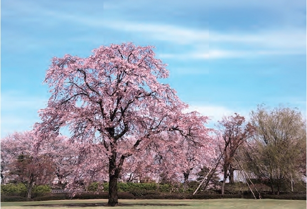 美術館から眺めたしだれ桜の様子