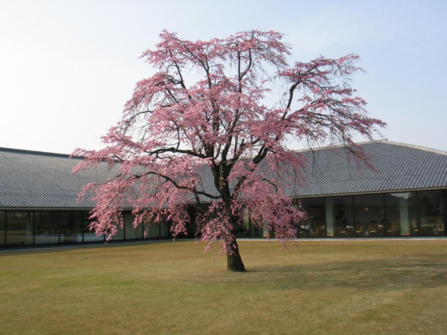 水墨美術館桜