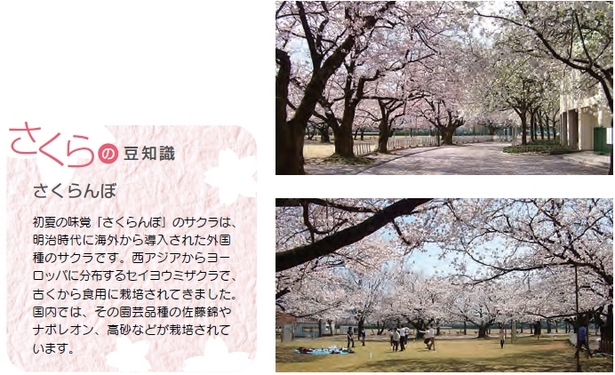 （左）さくらの豆知識「さくらんぼ」（右）公園内の桜の様子