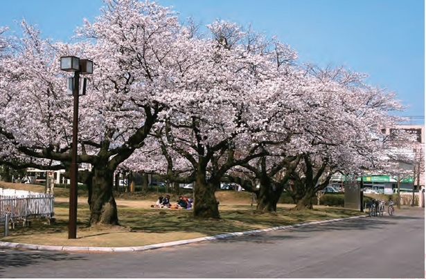 公園内の桜の様子