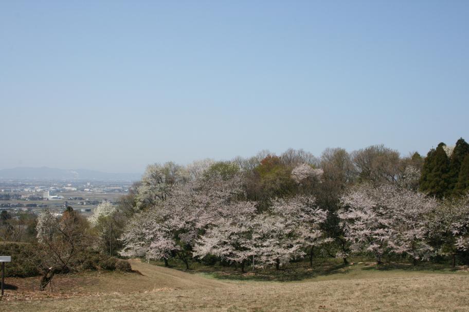 公園内の桜の様子と眼下の富山平野