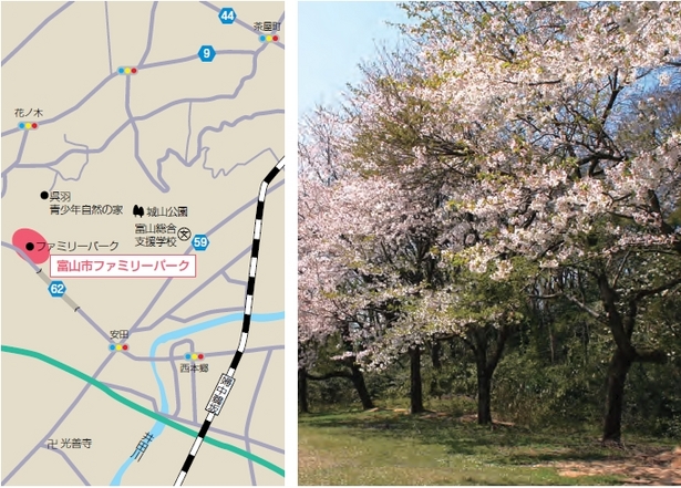 （左）アクセス地図（右）満開の桜の様子