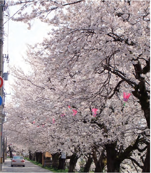 満開の桜の様子2