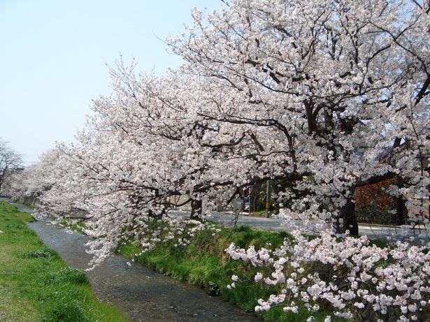 満開の桜の様子1
