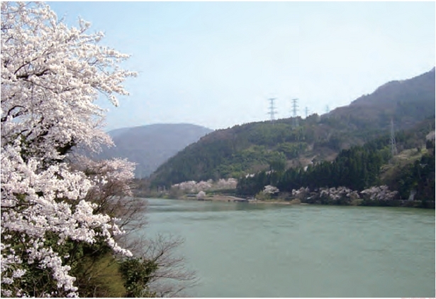 神通川と両脇に咲く桜の様子