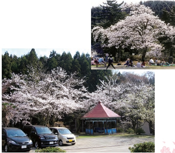 満開時の公園の桜の様子