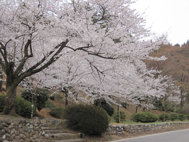 満開の桜の様子