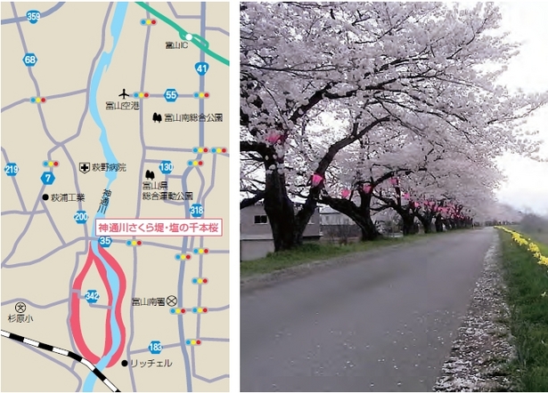 （左）アクセス地図（右）堤沿いの桜の様子