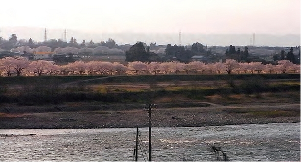 対岸から眺めた桜並木の様子