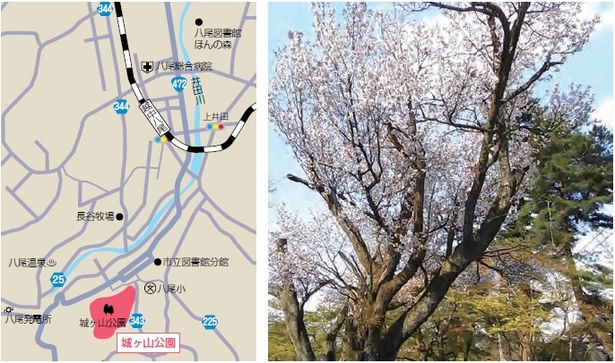 （左）アクセス地図（右）公園内の桜の様子