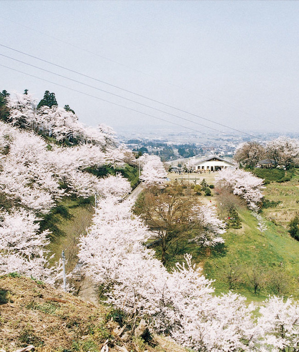 高台から眺めた満開の桜と八尾の町並み