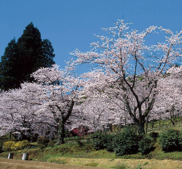 公園内の満開の桜の様子