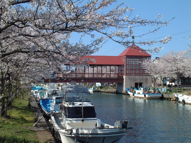 東橋と桜並木の様子