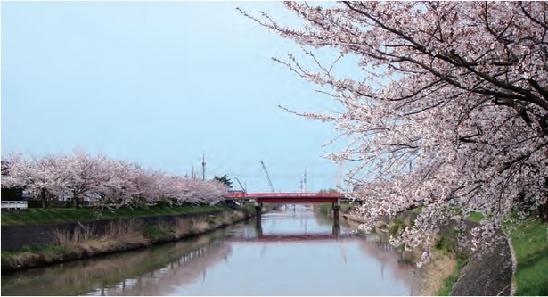 下条川をはさむ桜並木の画像
