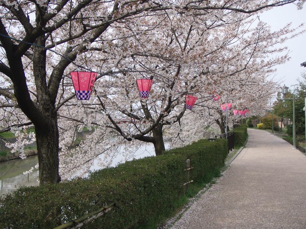 満開の桜並木の様子