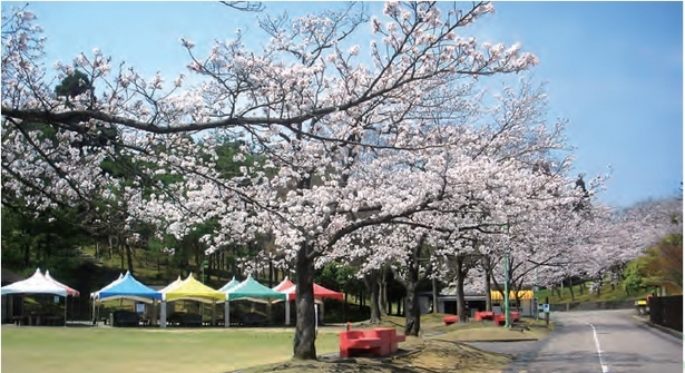 芝生広場と桜並木の様子
