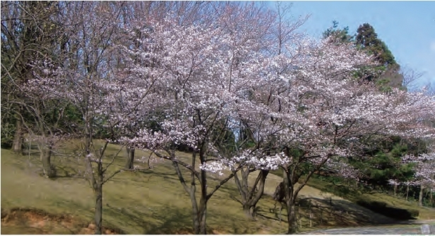 公園内の斜面に咲く桜の様子
