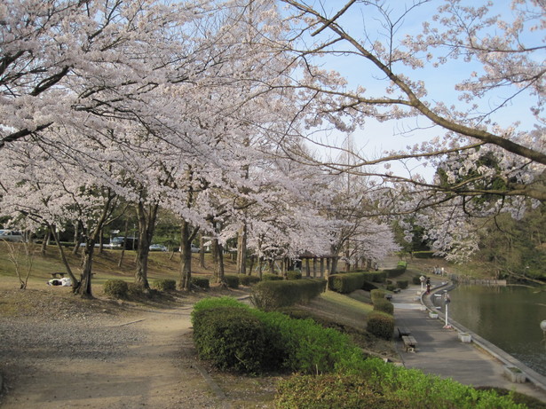 公園内の桜並木の様子