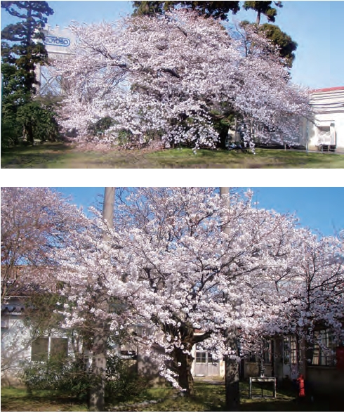 敷地内の桜の様子