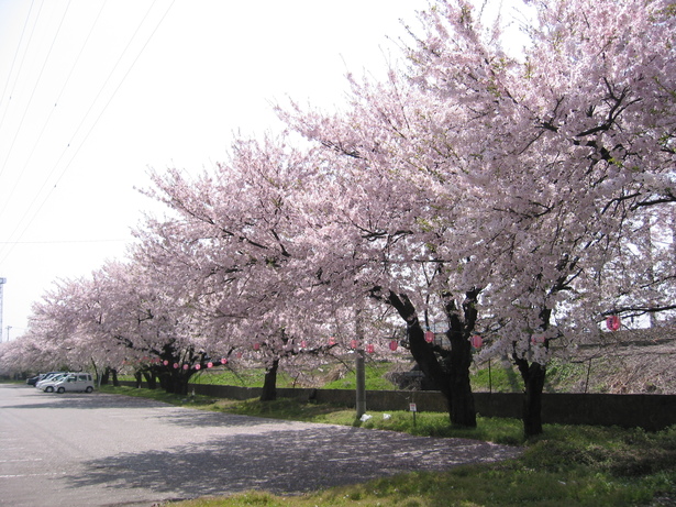 敷地内の桜並木の様子