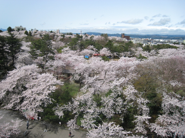 満開の桜の全景