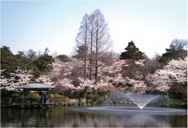 池の噴水と周辺の桜の様子