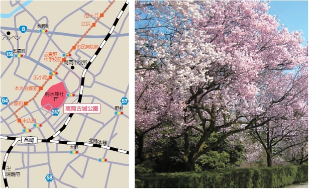 （左）アクセス地図（右）園内の桜の様子