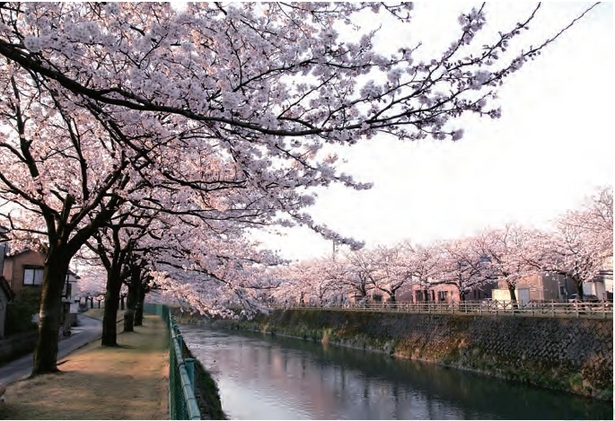 千保川沿いに桜並木の様子