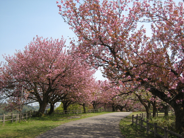 公園内の桜並木の様子