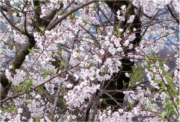 桜のアップ画像