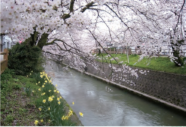 川沿いの桜並木の様子